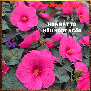 Chậu HOA RÂM BỤT MỸ Hồng Cánh Đơn giống mới SIÊU TO đẹp nở quanh năm 💍Làng Hoa Sa Đéc