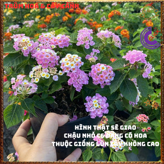 Chậu hoa ngũ sắc HỒNG KEM PASTEL dạng bụi lùn nhẹ nhàng dễ thương️💎Yêu Nhà Yêu Hoa