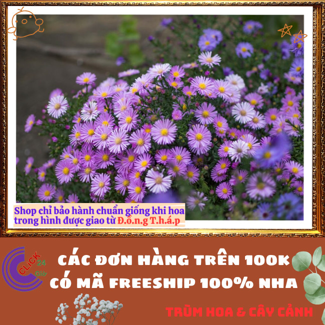 Chậu HOA CÚC THẠCH THẢO HỒNG CÁNH ĐƠN giống mới siêu đẹp lung linh️📬 Hoa Mười Giờ Bonsai & Phụ Kiện