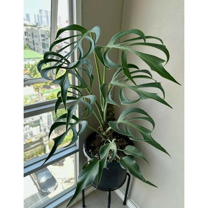 Cây giống Trầu bà Nam Mỹ Monstera Burle Marx Flame - Monstera Form 8 ...