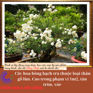 Chậu hoa hồng trắng Bạch trà làm trà💍 Hoa Mười Giờ Bonsai & Phụ Kiện