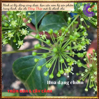 Cây ngũ gia bì vừa làm cảnh vừa đuỗi muỗi vừa là cây dược liệu quý ⌛ Siêu Thị Hoa Và Cây Giống