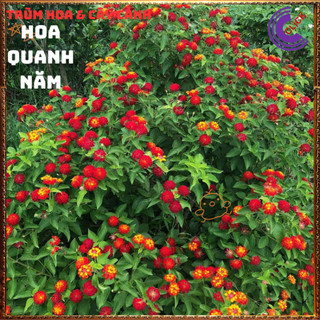 Chậu hoa ngũ sắc ĐỎ NHẬT tuyệt đẹp siêng hoa thơm quanh năm️💎Yêu Nhà Yêu Hoa