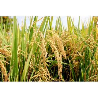 NẾP THÁI LAN LOẠI 1 THƠM DẺO CHẤT LƯỢNG 5kg