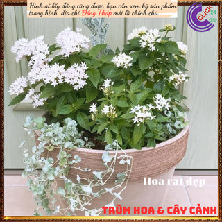 Chậu hoa diễm châu trắng vui vẻ ⏰Yêu Nhà Yêu Hoa