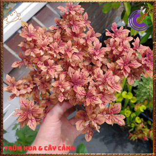 Chậu cây Lá Gấm ĐỒNG XU VÀNG BẠC màu sắc rực rỡ xinh xắn dễ trồng ️🌮 VƯỜN HOA CỔ TÍCH