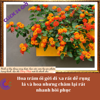Chậu hoa ngũ sắc cam chảnh hoa trâm ổi️🔐Siêu Thị Hoa