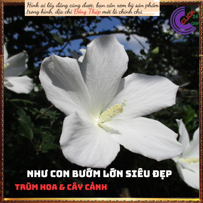 Cây râm bụt trắng đơn giống mới 💍Hoa Mười Giờ Bonsai & Phụ Kiện