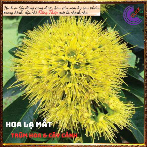 Cây mai thái vàng hoa to đẹp lạ mắt💍 Hoa Mười Giờ Bonsai & Phụ Kiện