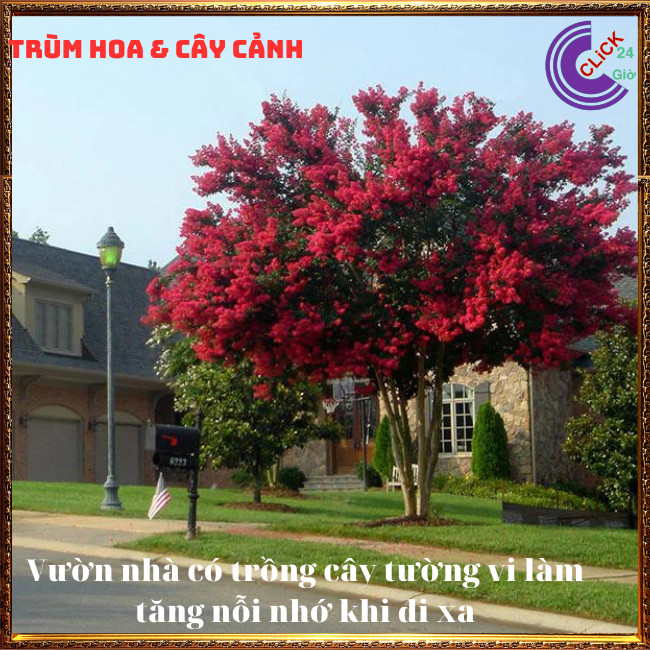 Cây tường vi đỏ lá xanh siêu hoa rực rỡ hoa to nở lâu 3 tháng ⏰ Hoa Mười Giờ Bonsai & Phụ Kiện