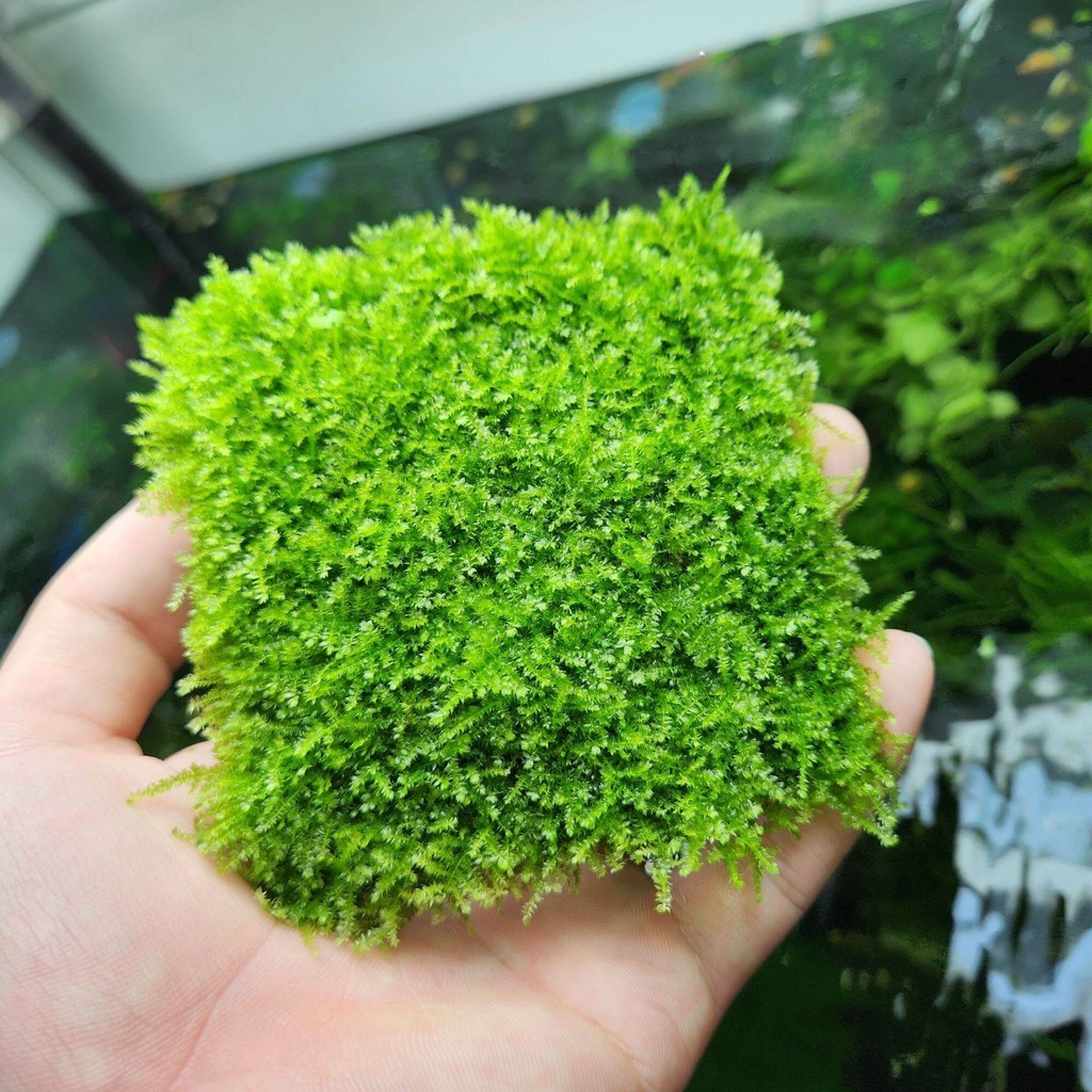 Rêu Mini Taiwan Hàng Đẹp, Rêu Xanh, Dày | 1 Vỉ (10x10) Cây Thật Thuần ...