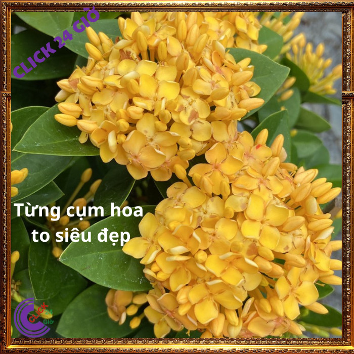 Chậu hoa mẫu đơn VÀNG giống hoa trang lá to hoa to đẹp rạng ngời ☎ MM Market
