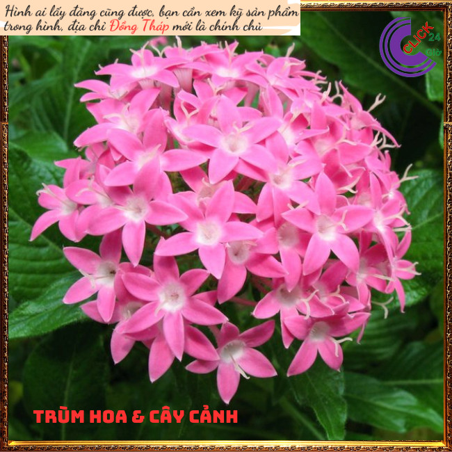 Chậu hoa diễm châu hồng hạnh phúc 💍Hoa Mười Giờ Bonsai & Phụ Kiện
