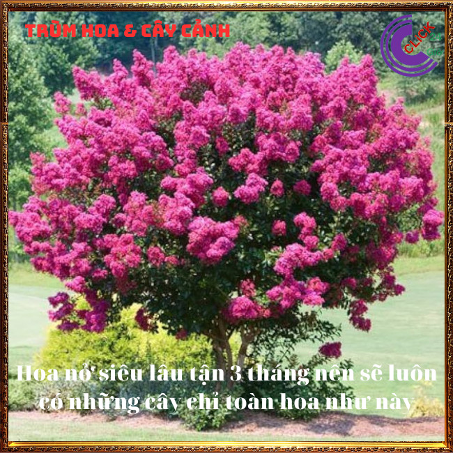 Cây tường vi hoa hồng đậm siêu hoa hoa to đẹp ngất ngây⏰ Hoa Mười Giờ Bonsai & Phụ Kiện