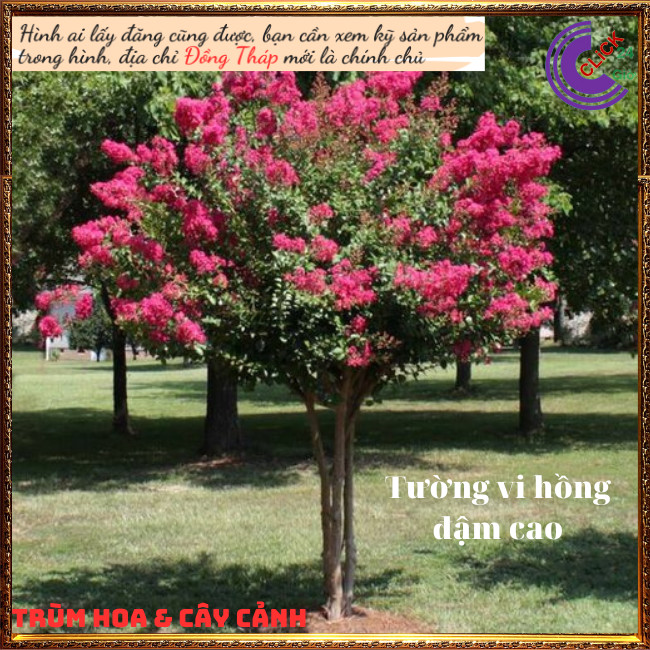 Cây tường vi hoa hồng đậm siêu hoa hoa to đẹp ngất ngây⏰ Hoa Mười Giờ Bonsai & Phụ Kiện