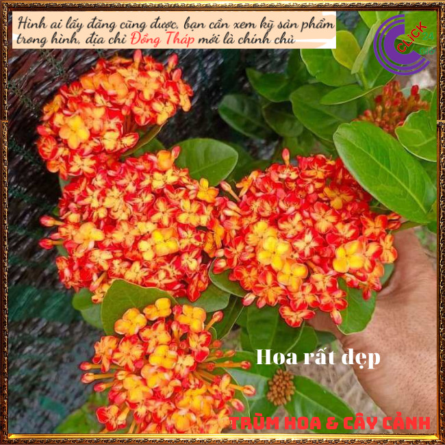 Hoa mẫu đơn phụng hoàng cam màu lai mới đẹp rực rỡ siêu hoa quanh năm💐Hoa Mười Giờ Bonsai & Phụ Kiện