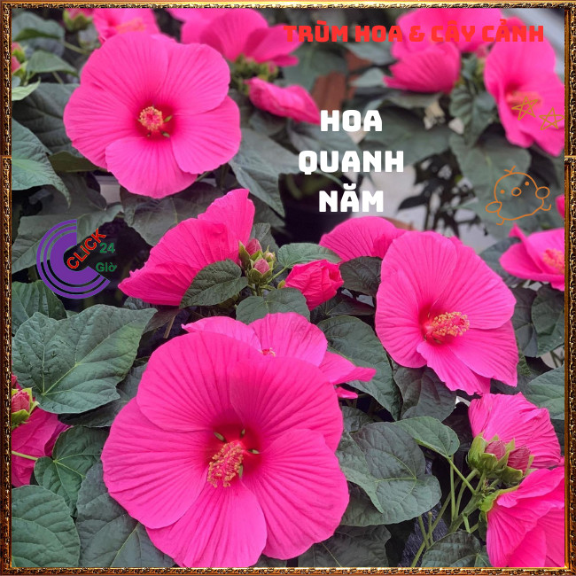 Chậu HOA RÂM BỤT MỸ màu hồng bông rất to màu ngọt ngào lạ mắt ️📬 Hoa Mười Giờ Bonsai & Phụ Kiện