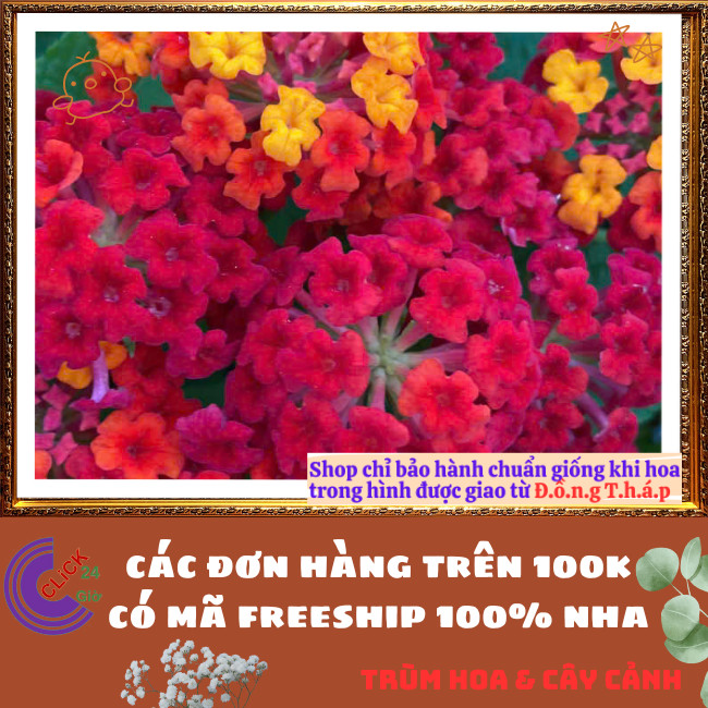 Chậu hoa ngũ sắc ĐỎ NHẬT đứng nổi bật siêu đẹp và thơm quanh năm ⏳Hoa Mười Giờ Bonsai & Phụ Kiện