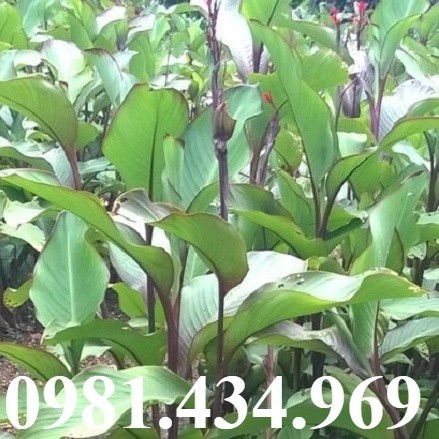 Cây Giống Dong Riềng Đỏ Loại 1 - vườn rau ngọc viên trang | Shopee Việt Nam