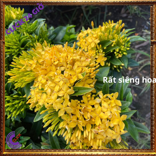 Hoa trang VÀNG giống hoa mẫu đơn VÀNG CỐM lá nhỏ hoa to đẹp tuyệt vời🖲 Siêu Thị Hoa Và Cây Giống