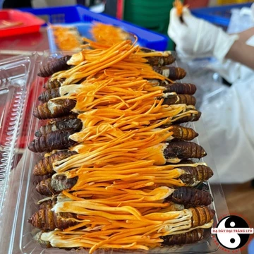 Nấm Đông trùng hạ thảo sấy khô thăng hoa nguyên con ký chủ nhộng Huy Cương. Trà đông trùng hạ thảo ngâm rượu, mật ong