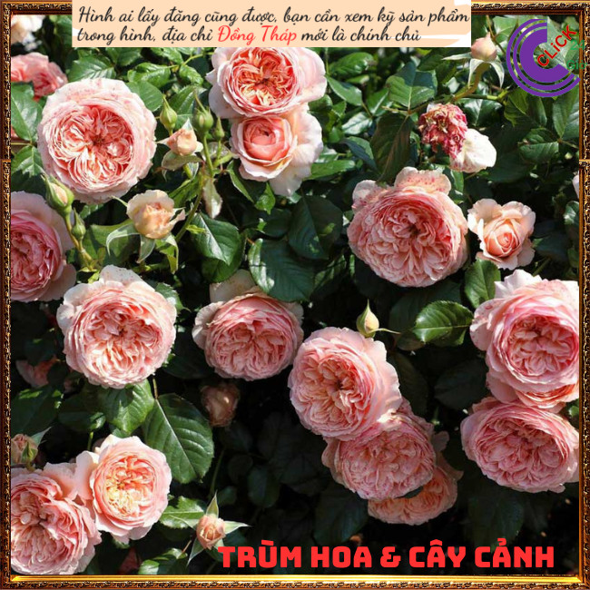 Chậu hoa hồng Masora cam mơ siêu đẹp 💍Hoa Mười Giờ Bonsai & Phụ Kiện