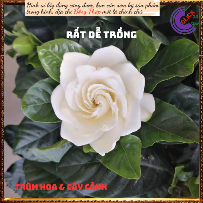 Cây hoa Bạch Thiên Hương Hoa Lài Lá Lớn Chậu Lớn Cây Cao Thơm Ngát  Siêu Dễ Trồng💾 TRÙM HOA VÀ CÂY CẢNH