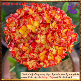 Hoa mẫu đơn phụng hoàng cam màu lai mới đẹp rực rỡ siêu hoa quanh năm🌻Siêu Thị Hoa