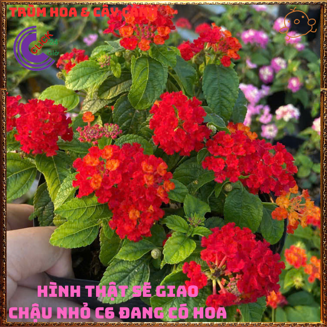 Chậu hoa ngũ sắc ĐỎ RUBY tuyệt đẹp siêu hoa thơm ngát quanh năm⏳ TRÙM HOA VÀ CÂY CẢNH