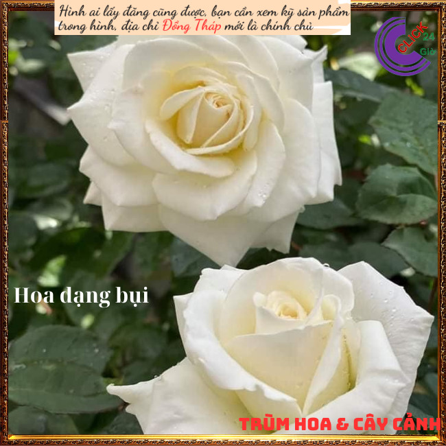 Chậu hoa hồng trắng Pope tinh khiết💍Hoa Mười Giờ Bonsai & Phụ Kiện