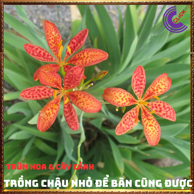 Cây rẻ quạt vừa đẹp vừa làm thuốc viêm họng cây dẻ quạt cây xạ can ⏰ TRÙM HOA VÀ CÂY CẢNH