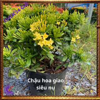 Hoa trang VÀNG giống hoa mẫu đơn màu vàng chanh lá nhỏ hoa to sáng đẹp 🕰 Yêu Nhà Yêu Hoa