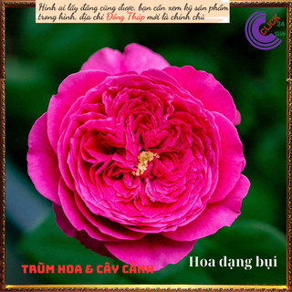 Chậu hoa hồng Pas De Deux  đỏ tím lạ ️🔖Siêu Thị Hoa