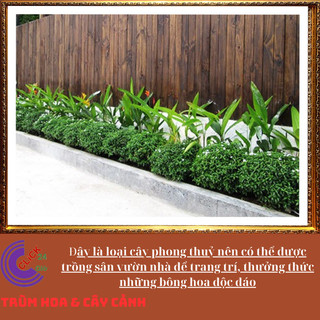 Cây Mai tiểu thư hoa mai chỉ thiên cây trừ tà phong thủy 💍 SHOP PP ONLINE CLICK 24 GIỜ