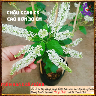 Cây Bạch Trầm Hương Thơm Ngào Ngạt️🔖Siêu Thị Hoa