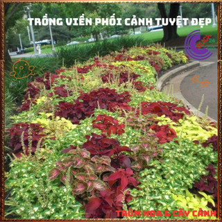 Cây lá gấm VÀNG NÂU BÌA RĂNG tía tô cảnh màu lạ đẹp mắt rất dễ trồng⌛VƯỜN HOA CỔ TÍCH