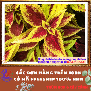 Chậu Lá Gấm ĐỎ RÌA VÀNG siêu phẩm trồng viền đẹp mắt mới lạ rực rỡ ️🌭 Làng Hoa Sa Đéc