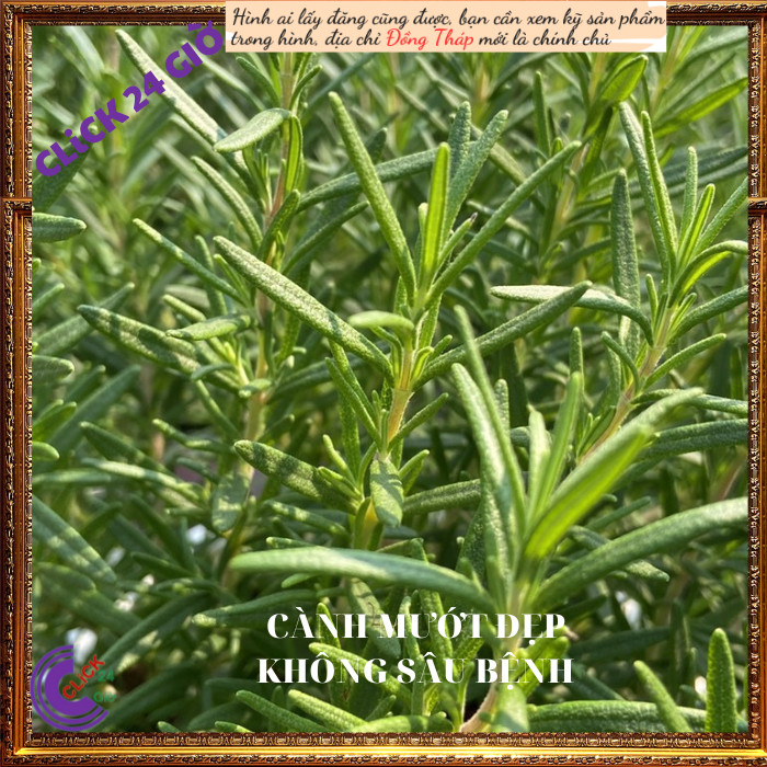 Chậu hương thảo Lớn hương thơm dễ chịu nhiều công dụng 🕯 Hoa Mười Giờ Bonsai & Phụ Kiện