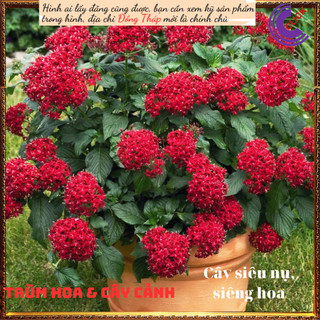Chậu hoa diễm châu đỏ may mắn ⏳SHOP PP ONLINE CLICK 24 GIỜ