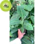 Cây Chuối Laba - Và chuối siêu lùn - Giống Nuôi Cấy Mô - Giống Chuối Laba Sinh Trưởng Nhanh, Năng Suất Cao