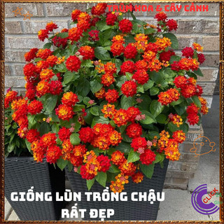 Chậu hoa ngũ sắc ĐỎ RUBY rực rỡ siêu đẹp thơm ngát quanh năm️🔖Làng Hoa Sa Đéc