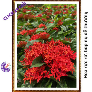 Chậu hoa mẫu đơn đỏ giống hoa trang lá to hoa to rực rỡ siêu đẹp ⌨ Siêu Thị Hoa