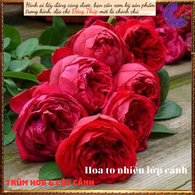Chậu hoa hồng leo Red Eden siêuthơm ️💄TRÙM HOA VÀ CÂY CẢNH