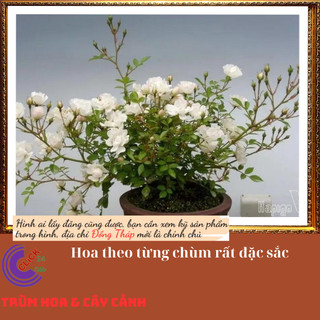 Chậu hoa hồng trắng Bạch trà làm trà💍 Hoa Mười Giờ Bonsai & Phụ Kiện