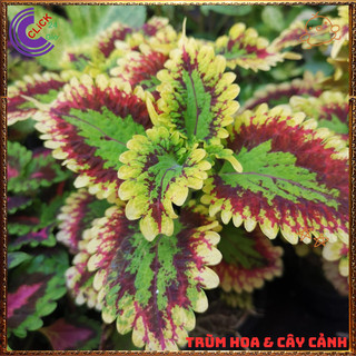 Cây lá gấm PHÁO BÔNG đổi màu tía tô cảnh màu lạ đẹp mắt rất dễ trồng⌛VƯỜN HOA CỔ TÍCH