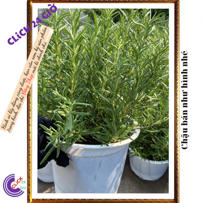 Chậu hương thảo Lớn hương thơm dễ chịu nhiều công dụng 💡 MM Market