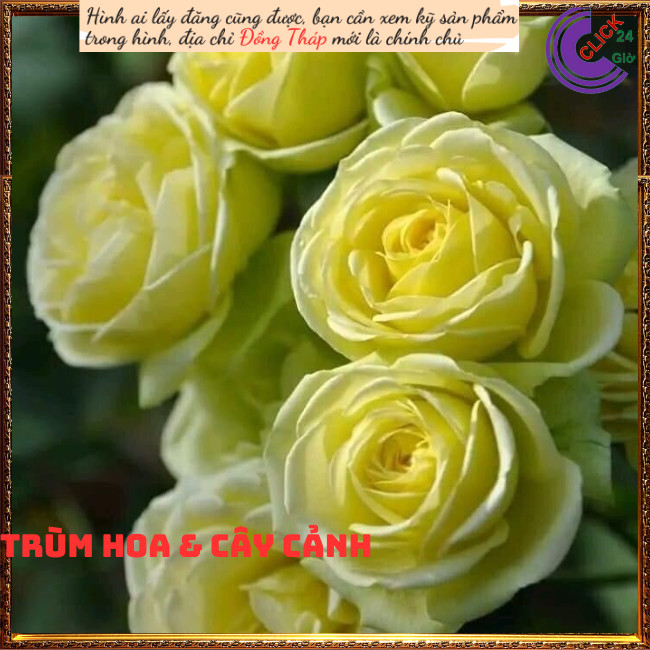 Chậu hoa hồng xanh bơ Creamy Eden 💍Hoa Mười Giờ Bonsai & Phụ Kiện