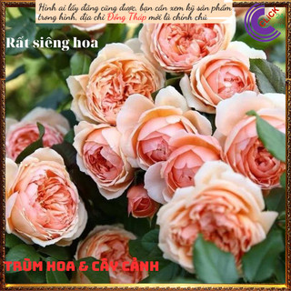 Chậu hoa hồng Masora cam mơ siêu đẹp ✳️MiMa market