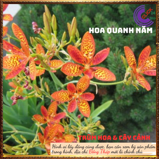 Cây hoa diên vỹ hoa lan rẻ quạt dược liệu quý trị ho hoa quanh năm💍 SHOP PP ONLINE CLICK 24 GIỜ