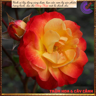 Chậu hoa hồng cam đỏ Rosier Chacok ⏰Yêu Nhà Yêu Hoa